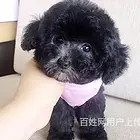 定西正规泰迪犬舍泰迪价格多少钱