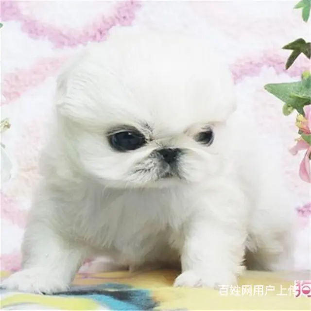 淮南【十年老店】常年繁殖优质血统京巴幼犬 - 图片 1