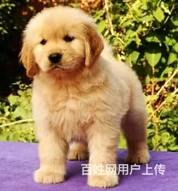 承德金毛怎么卖 家养金毛 纯种金毛 大骨架金毛 - 图片 3