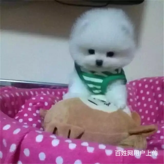 辽阳卖茶杯犬的养殖场，养殖场茶杯犬一般卖多少钱 - 图片 1