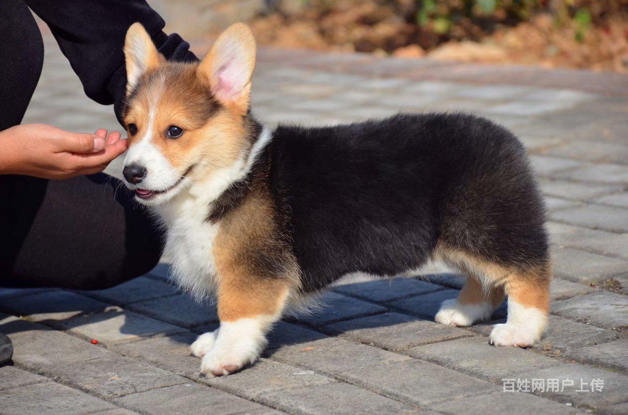 咸寧哪裡有出售柯基犬的,多少錢一隻柯基犬