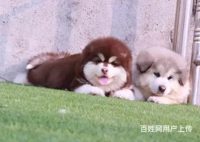 巨型阿拉斯加 购犬签订售后协议 保健康 - 图片 5