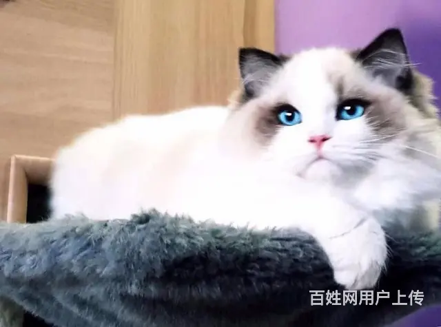 自家繁殖精品黄白净樊加菲猫幼猫 可上门挑选 - 图片 5