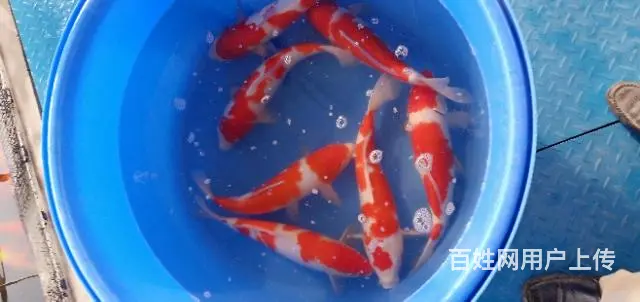 苏州锦鲤鱼批发零售价格实惠质量优 - 图片 11