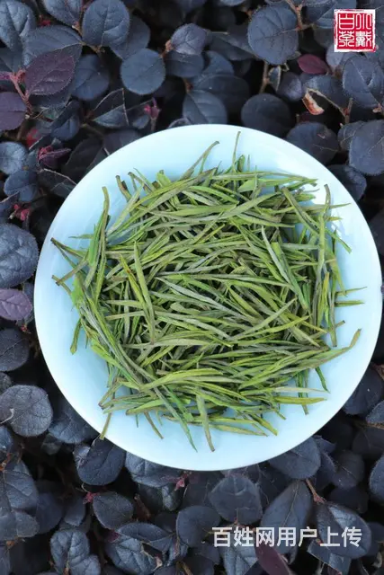 安吉白茶 明前精品茶 小戴白茶 原产地直销 - 图片 2