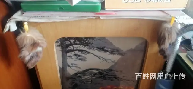 一对狼耳朵标本 - 图片