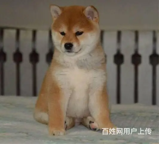 北京哪里有卖柴犬的 纯种日本柴犬多少钱一只 - 图片 5