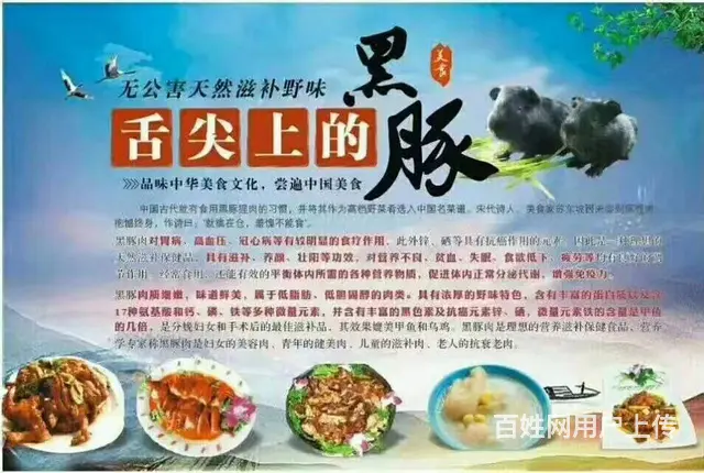 黑豚养殖 - 图片 3