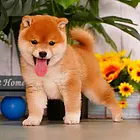 【CKU犬舍】肇庆靠谱柴犬犬舍  纯种柴犬多少钱一只