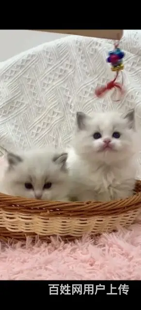 苹果猫舍繁育海豹双色布偶一窝 - 图片 2