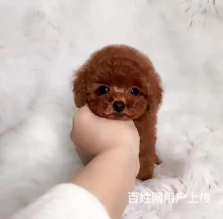 高品质 茶杯泰迪熊幼犬 玩具泰迪犬出售 - 图片 6