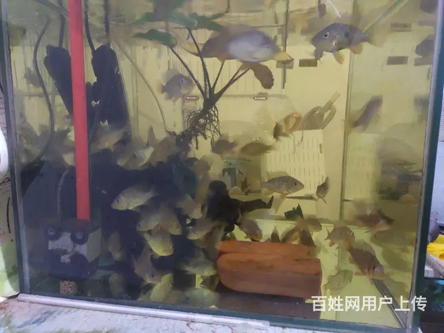 和尚鱼和砖石藩王 - 图片