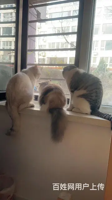 免费领养猫咪 - 图片 4
