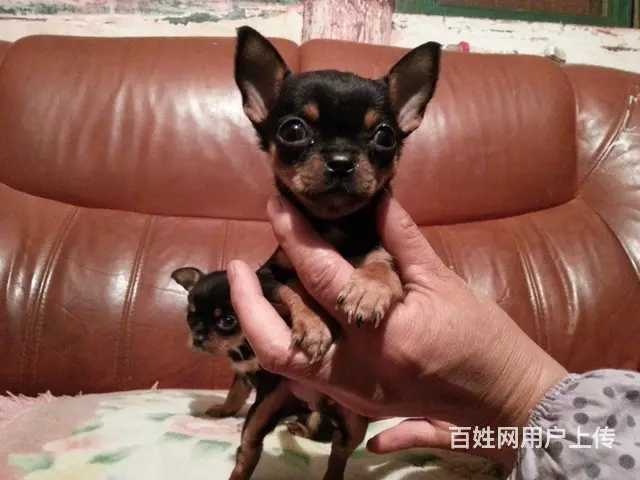 家养一窝吉娃娃便宜出售了 喜欢的来家里看狗 - 图片 2