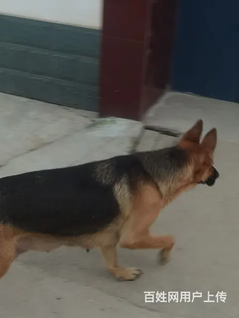 喜欢狼狗的来。工作犬 - 图片 10