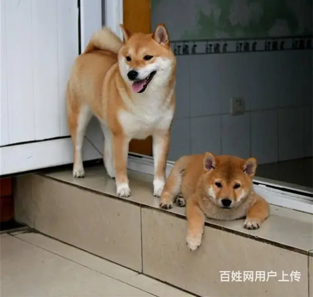 赛级双血统柴犬、纯种日本柴犬出售、同城上门送货 - 图片 1