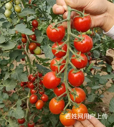 渭南专业红美瑞番茄种子商家电话大全 - 图片 2