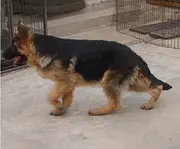 高品质德国牧羊犬帅气十足健康活泼可上门挑选