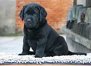 出售纯种拉布拉多犬 高品质赛级拉布拉多