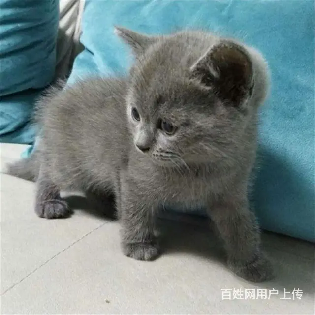贵州黔南猫舍直销纯种蓝猫低价出售 - 图片 6