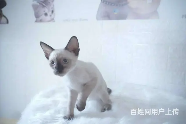哪里有暹罗猫卖的 纯种健康 暹罗猫有什么习惯 - 图片 7