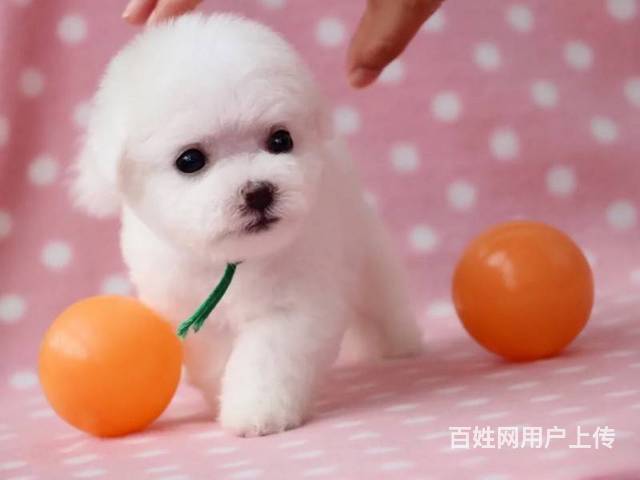 賽級比熊幼犬多少錢 億豐犬