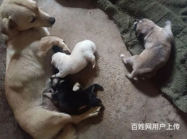 出拉布拉多犬 - 图片