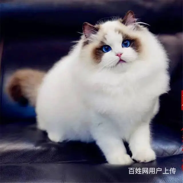 哪里有布偶猫卖的 布偶猫多少钱 布偶猫成年多重 - 图片 5