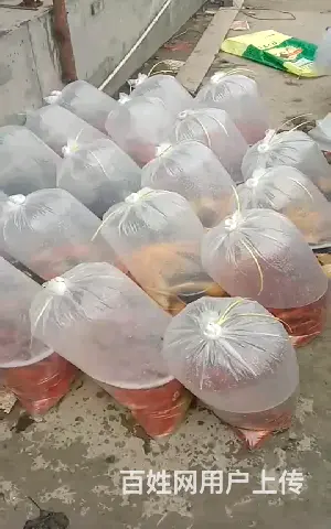 苏州市锦鲤批发价格，祥瑞锦鲤养殖 - 图片 3