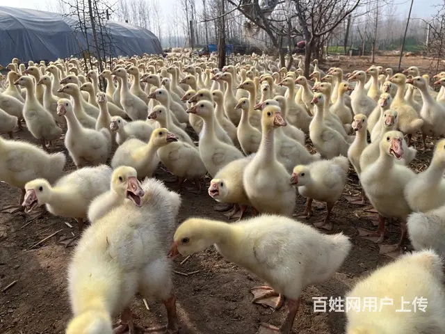 出售 鸡 鸭 鹅苗 - 图片 6