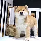 基地直销纯种日系柴犬忠诚度高行走表情包健康质保