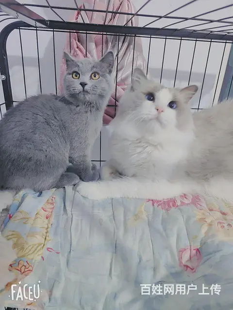 布偶猫 - 图片 2