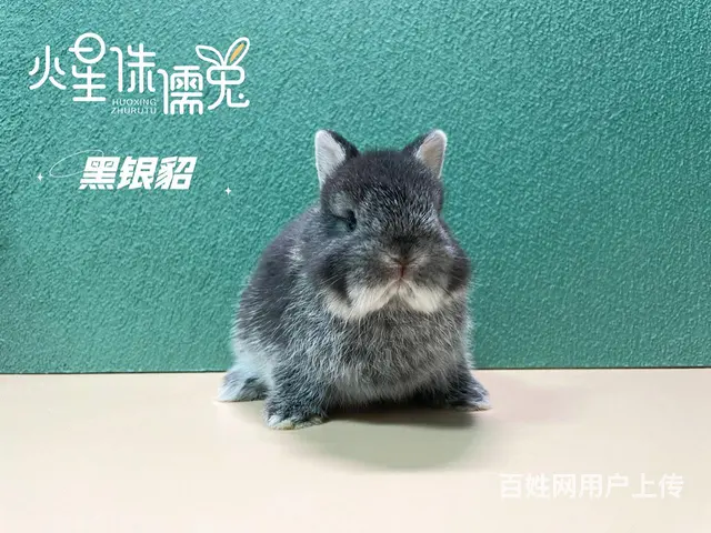 美国进口荷兰侏儒兔 - 图片 4
