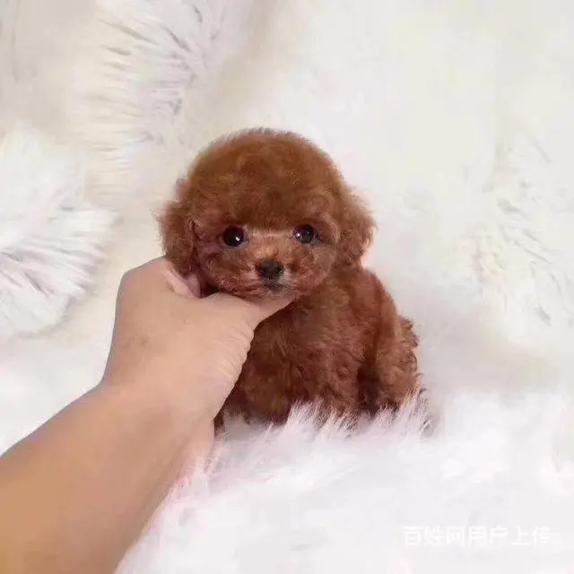 精品泰迪犬 保健康CKU认证品质绝对保障 - 图片 8