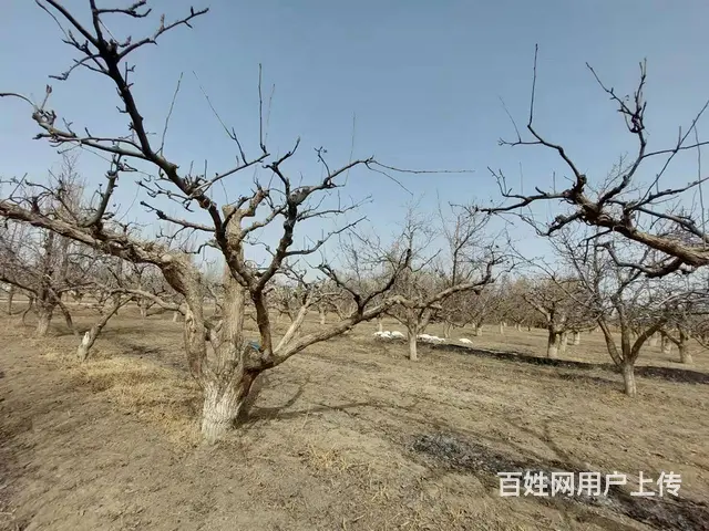B个人一和什里克乡萨依勒克村梨园宅基地对外出售 - 图片 5