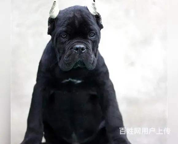 宿迁【卡斯罗犬舍】地址 卡斯罗一般价位 - 图片 3