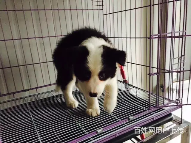 宿迁好的边牧哪里有卖，好的边牧如何挑选 - 图片 10