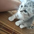 出售银渐层宝宝300