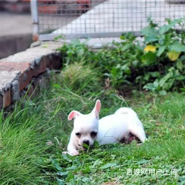 扬州上哪可以看到吉娃娃犬舍，吉娃娃犬舍地址位置 - 图片 4