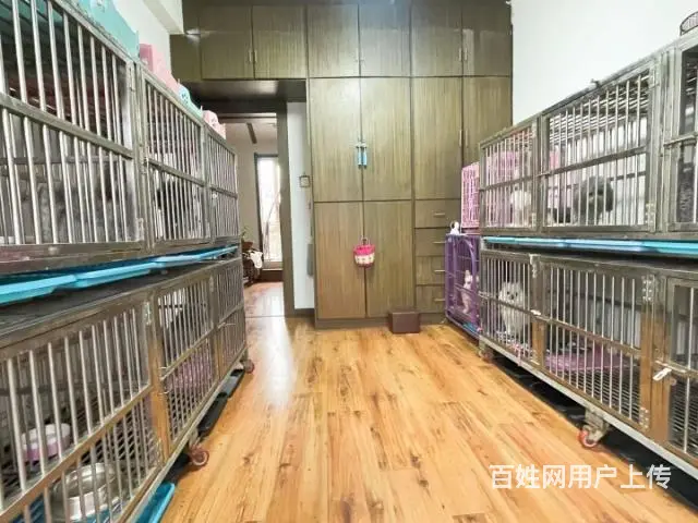 灰泰迪种公对外借配 - 图片 2