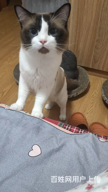 布偶猫配种 - 图片 1
