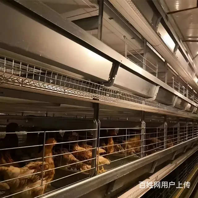 鸡笼全国直销安装 可定制 蛋鸡笼育雏笼肉鸡笼设备 - 图片 3