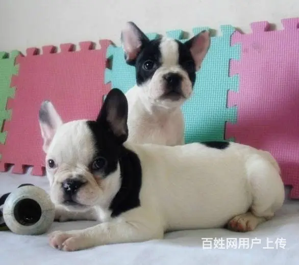 售纯种法国斗牛犬幼犬 法牛犬三针齐全已驱虫 - 图片 9