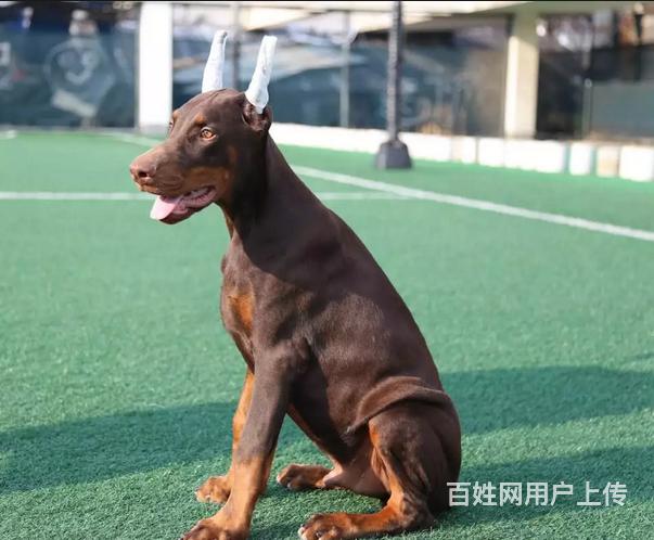 哪裡賣杜賓犬杜賓犬多少錢杜賓犬圖片