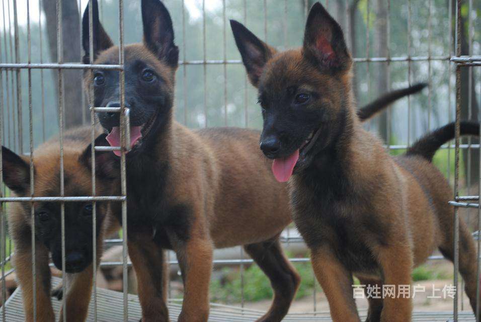 哪裡有出售純血統馬犬幼崽的馬犬什麼價格馬犬圖片