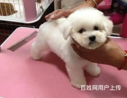 纯种比熊 小体比熊 带证书芯片出售中 - 图片 6
