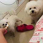 宝贝比熊小母可爱哦！