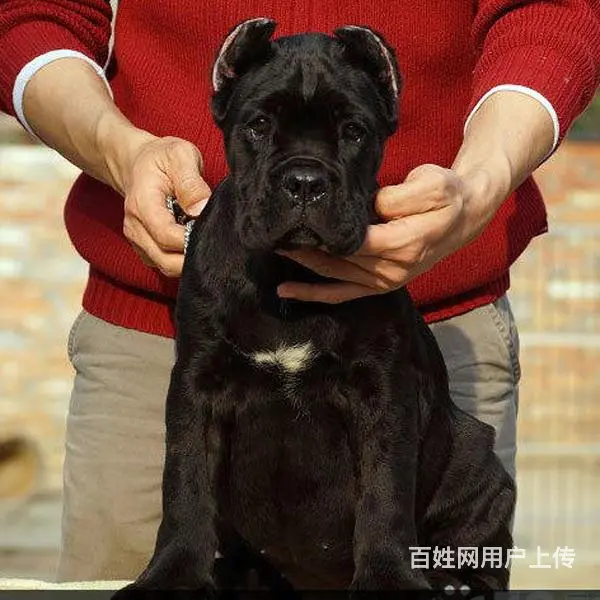 六安CKU认证卡斯罗基地  卡斯罗犬舍直销 - 图片 10