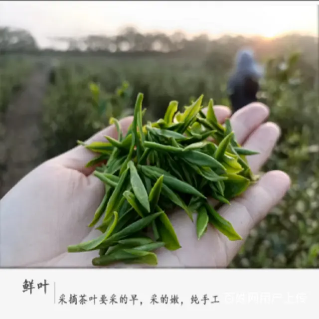 三级碧螺 . 苏州东山碧螺春茶叶正宗洞庭碧螺春绿茶 - 图片 8