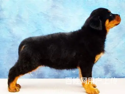 精品罗威纳大量幼犬罗威纳价格罗威纳性格图片视频 - 图片 5